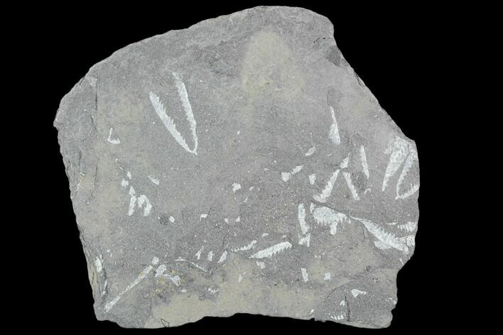 Fossil Graptolite Cluster (Didymograptus) - Great Britain #103467